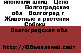 японский шпиц › Цена ­ 25 000 - Волгоградская обл., Волгоград г. Животные и растения » Собаки   . Волгоградская обл.